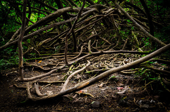 Enormus branch knot in a forest near Honolulu, US