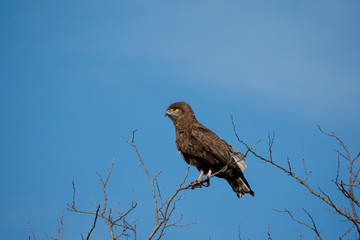 Rapace perché sur une branche.