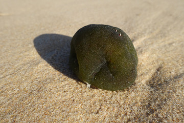Sponge washed up on the beach