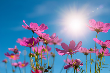 Fototapeta na wymiar Beautiful Pink and White Cosmos flowers in garden with blue sky background in Vintage color tone style or pastel retro, selective focus. Daisy under sunlight morning.