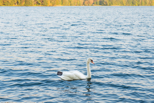 Beautiful swans on lake with blue water