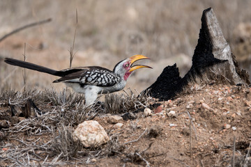 Southern Yellow-billed Hornbill, oiseau sud-africain.