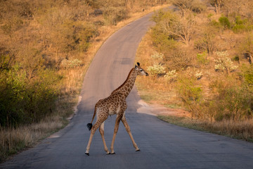 Girafe traversant une route déserte.