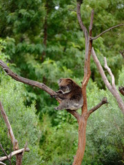 Sleeping Koala on the tree