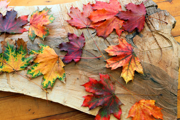Naklejka na ściany i meble Colorful autumn leaves of Canadian oak on a wooden board. Still life.