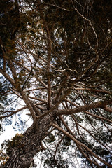 Upward Shot of Tree Standing Tall Towards the Cloudy Sky. Angle View of Dry Branches, Boughs and Twigs. Outdoor Nature Living Things for Environmental use