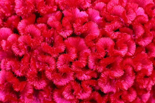 Closeup pink cockscomb flower or hornbills flower.