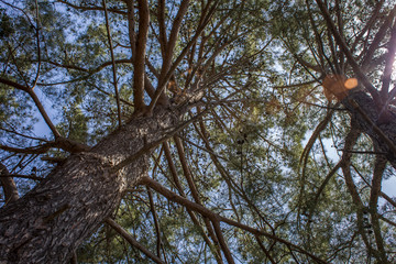 Closeup Shot of Tall Tree with Long Branches Extending Horizontally. Upward View of Big Scaly Bark, Dry Limbs and Stems with No Leaves Wood Plant Standing