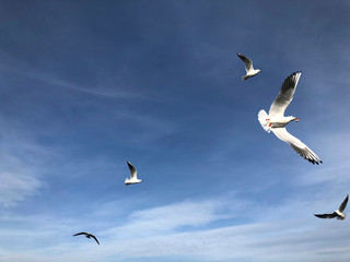 flock of seagulls flying in the sky
