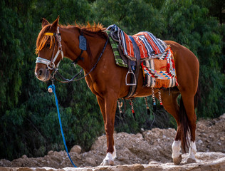 Arab Horse
