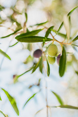 Olive technology and oil production - selective focus