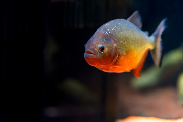 Predatory fish piranha in aquarium,Osaka Japan