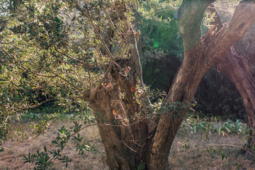 Beautiful landscape in the garden at sunset - an old tree trunk in the foreground