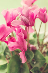 beautiful pink flowers in the garden with spring bokeh background