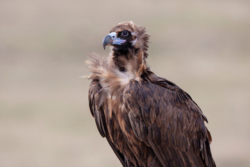  Birds Black Vulture