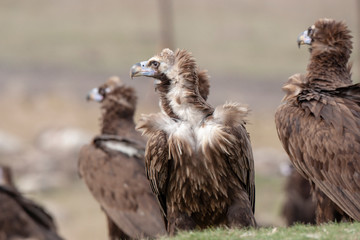Birds  Black Vulture