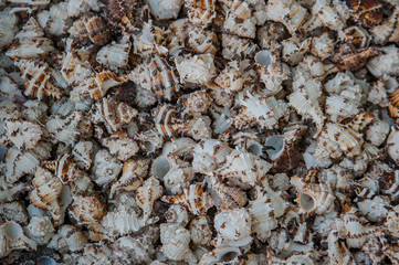 sea, texture, shell