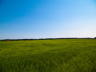 Green field in Kashubian village.