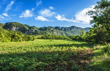 Fototapeta na wymiar landscape of Vinales valley,Cuba