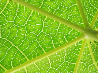 Close-up of a leaf detailing the veins of it