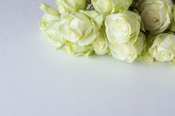 white roses close up.