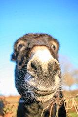 Donkey close up