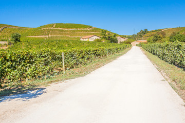 Fototapeta na wymiar route des vins, Tain l'Hermitage 
