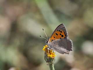 Small cooper butterfly (Lycaena phlaeas) on a flower near Xàtiva, Valencia, Spain