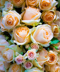 floral background of peach roses