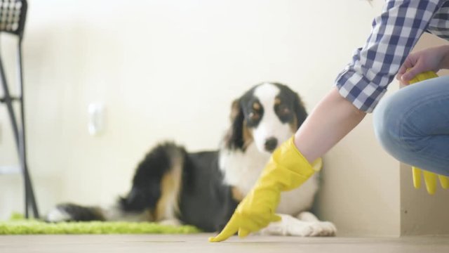 Young Woman Scolding her Dog Australian Shepherd. Female squatting on knees, while Cleaning Floor after her Dog in the room at home. Puppy Aussie with his Owner. 