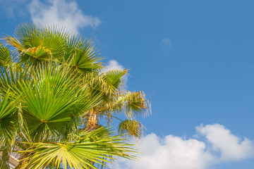 Paradise scene, beautiful palms silhouettes over blue sky