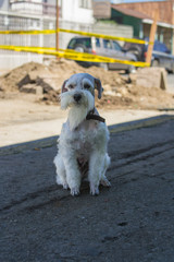 portrait of cute schnauzer puppy
