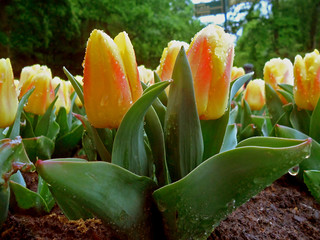 Yellow and Orange Color Mini Tulips with the Raindrops in Keukenhof Garden in Lisse, The Netherlands
