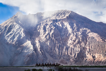 tourists ride on the Bactrian camels through the sand dunes at Hundar, Leh. 