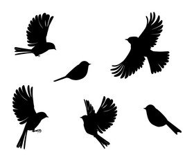 slhouette of sparrow or titmouse in different poses, black and white