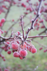 Frost on small red apples on branch in the winter garden, Winter background with selective focus
