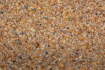 beach, shells