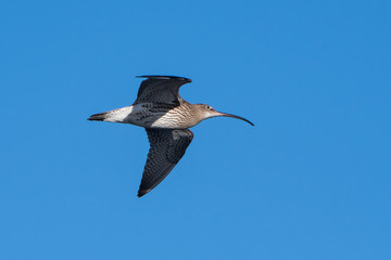 Eurasian Curlew, Curlew, Numenius arquata