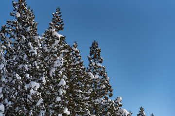 針葉樹に積もった雪