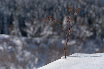 新雪から生えてる枯草
