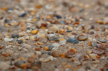 sand, shells