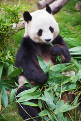 Giant panda bear eats bamboo leaves in a zoo in the Ocean park in Hong Kong, China.