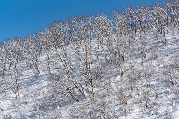 冬の里山　快晴