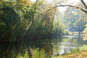 morning in the forest