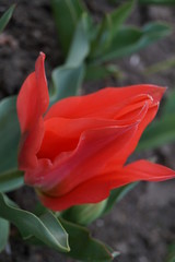 red tulip in garden