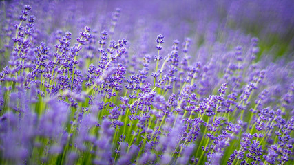 Lavender flowers photographed in england with a spiders web in the center