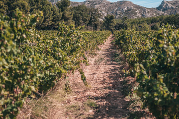 Fototapeta na wymiar Rows of vine on a Mediterranean farm