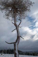 Kiefer alleinstehend in winterlicher Landschaft