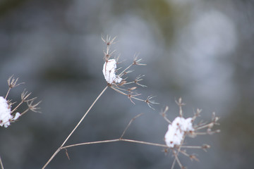 Gräser mit Schnee - Detailaufnahme