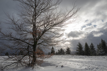 Baum in winterlicher Landschaft